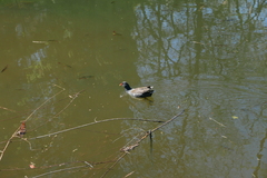 Gallinula chloropus