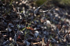 Hesperolinon spergulinum