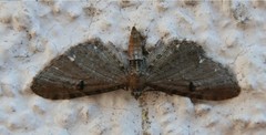 Eupithecia assimilata