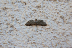 Eupithecia assimilata