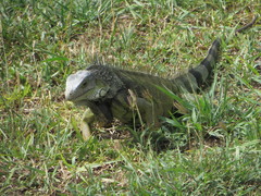 Iguana iguana