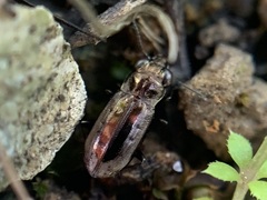 Notiophilus semiopacus