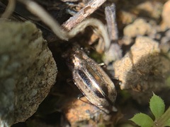 Notiophilus semiopacus