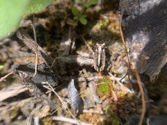 Notiophilus semiopacus