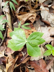 Podophyllum peltatum
