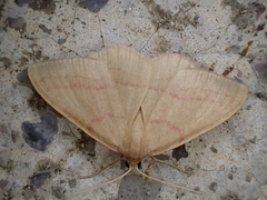 Rhodostrophia calabra