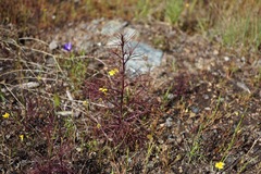 Cordylanthus tenuis brunneus