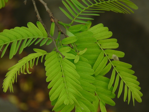 Tamarind