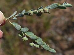 Phyllanthus fuernrohrii