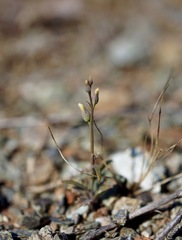 Streptanthus barbiger