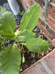 Pokeweed mosaic virus