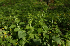 Scrophularia vernalis