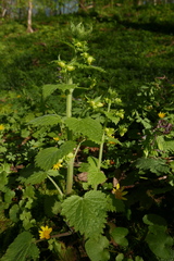 Scrophularia vernalis