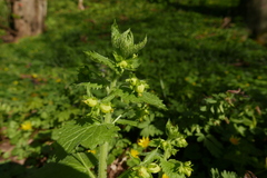 Scrophularia vernalis