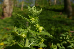 Scrophularia vernalis
