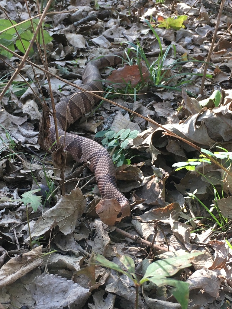 Eastern Copperhead from Kill Creek Park, De Soto, KS, US on October 12, 2019 at 0437 PM by