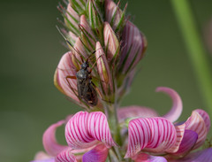 Closterotomus biclavatus