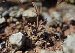 Streptanthus barbiger