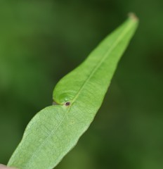 Amphibolips quercusracemaria