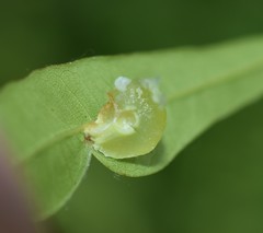 Amphibolips quercusracemaria