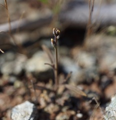 Streptanthus barbiger