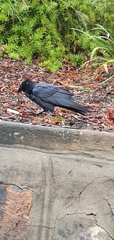 Corvus orru
