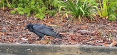 Corvus orru