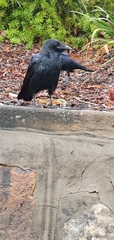 Corvus orru