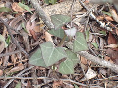 Senecio macroglossus