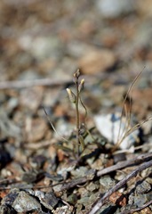 Streptanthus barbiger
