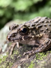 Glandirana rugosa