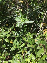 Ilex crenata crenata