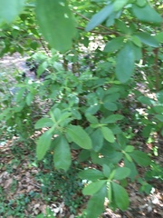 Ilex crenata crenata