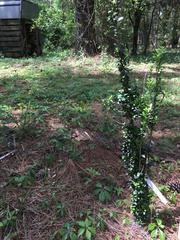 Ilex crenata crenata