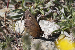 Cercyonis pegala boopis