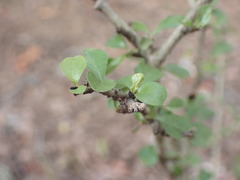 Hyperacanthus amoenus