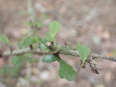 Hyperacanthus amoenus