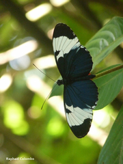 Heliconius cydno
