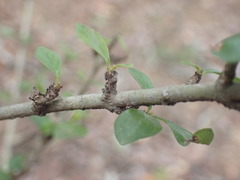 Hyperacanthus amoenus