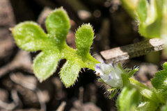 Nemophila spatulata