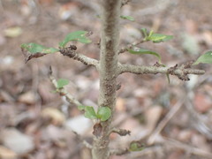 Hyperacanthus amoenus