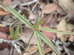 Cyperus albostriatus