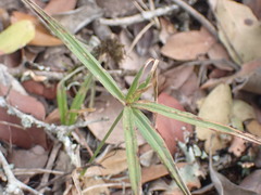 Cyperus albostriatus