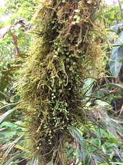 Peperomia rotundifolia