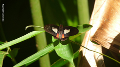 Parides eurimedes