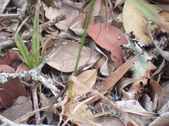 Cyperus albostriatus