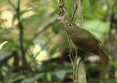 Schiffornis virescens