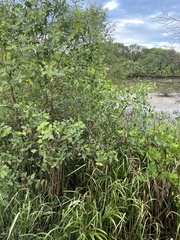 Magnoliopsida