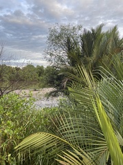 Magnoliopsida
