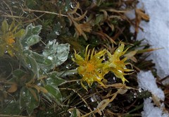 Hamadryas magellanica